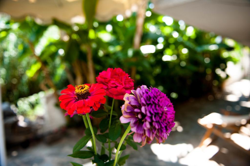 Studios Margarita Petalídhion Dış mekan fotoğraf
